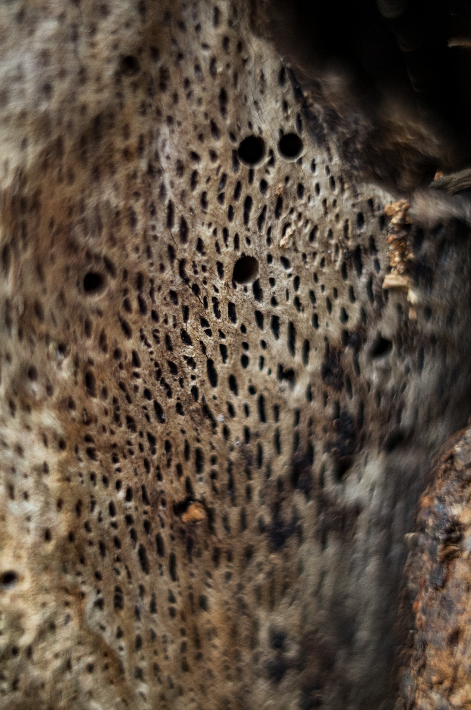 Curious forest