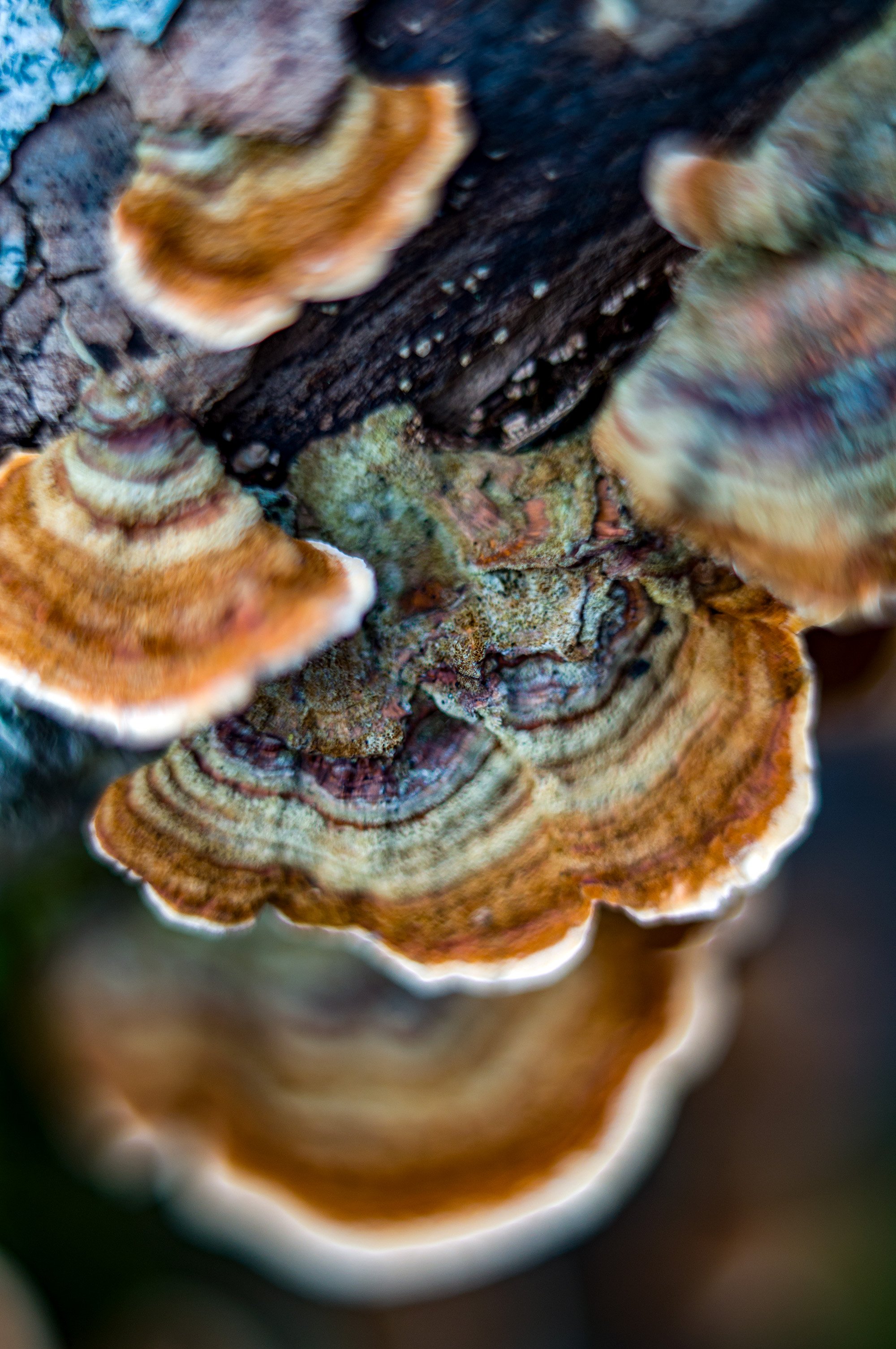 Curious forest